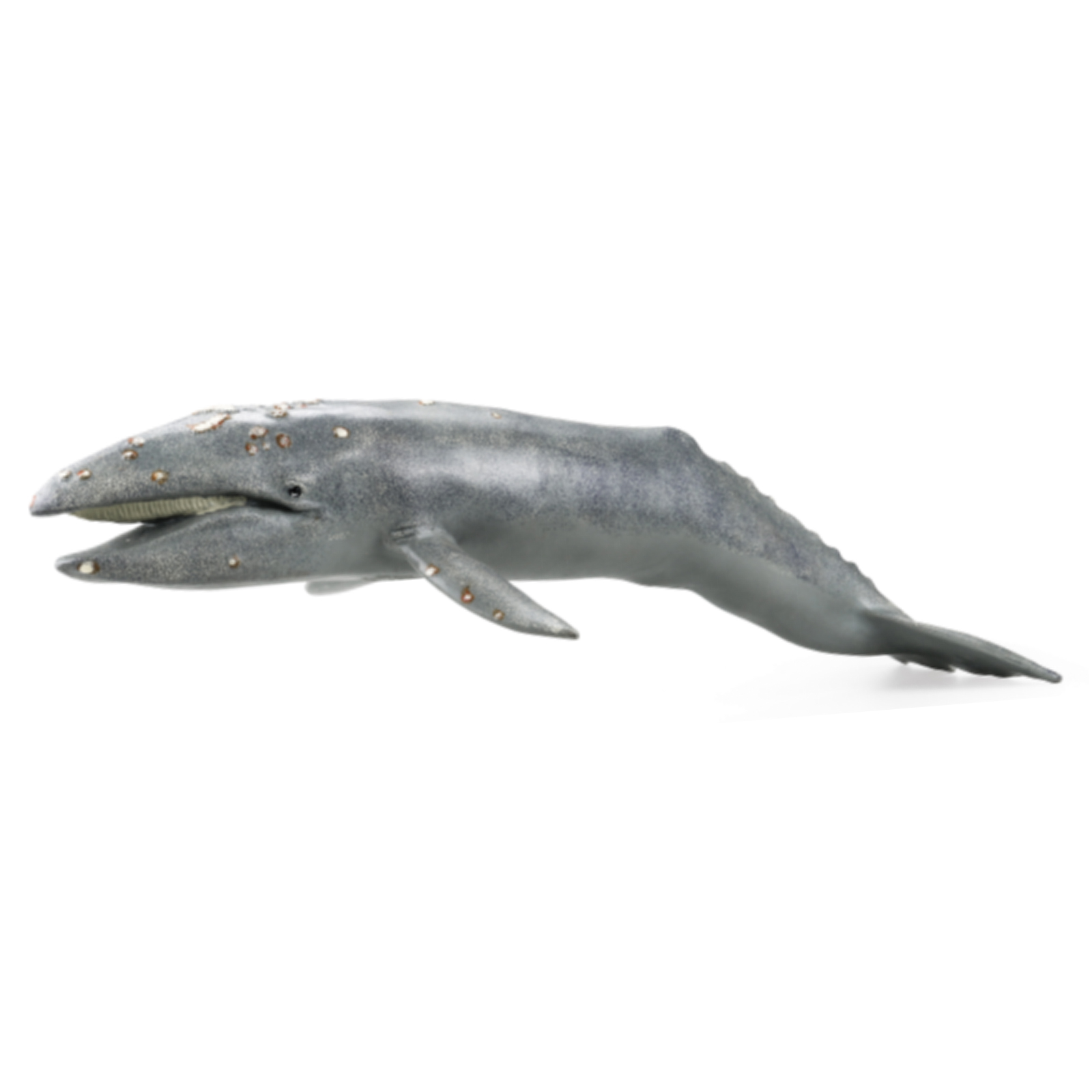 gray whale