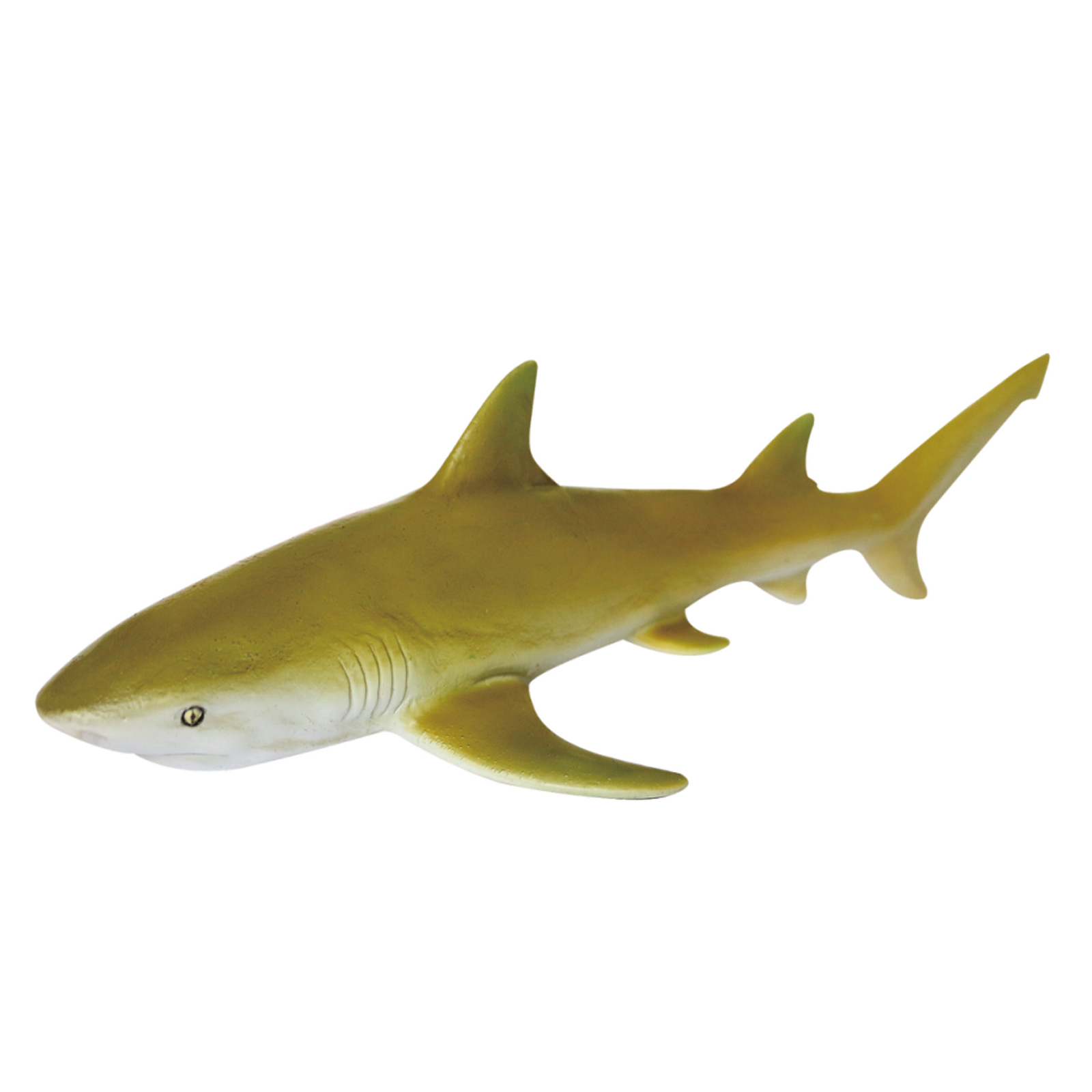 lemon shark